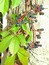 Parthenocissus quinquefolia, Wilder Wein, Jungfernrebe, Färbepflanze, Färberpflanze, Pflanzenfarben,  färben, Klostergarten Seligenstadt